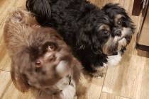 Teri and Sean Cornwall's 3-year-old Shih Tzus Luke and Chewy were poisoned but survived. (Sean ...