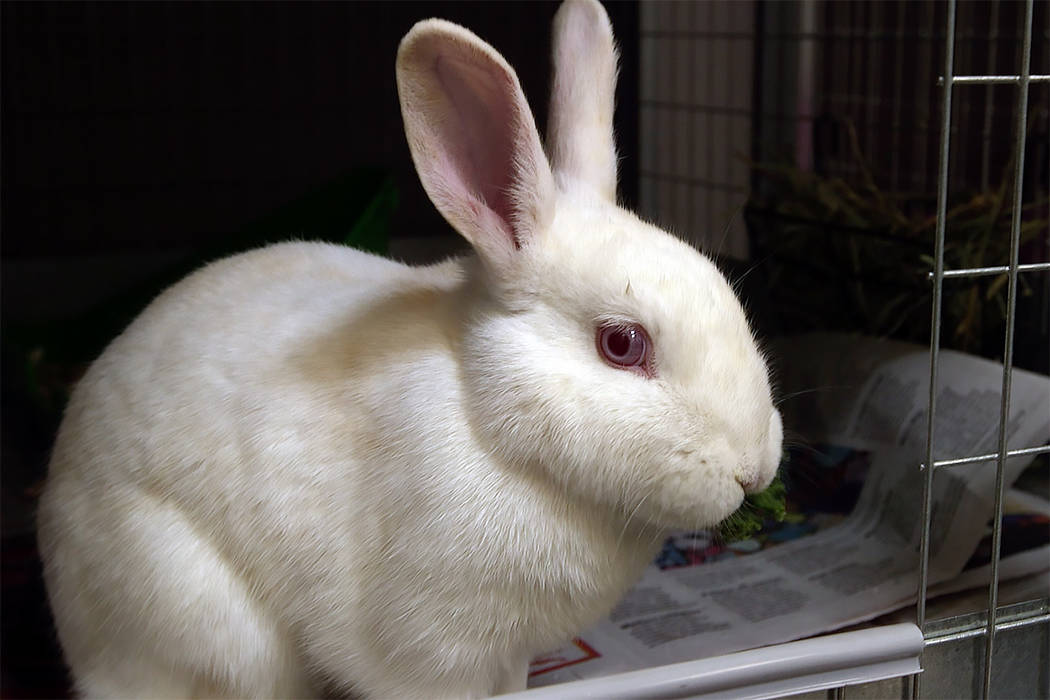 As Easter and springtime approach, some people may be tempted to adopt a rabbit for the holiday ...