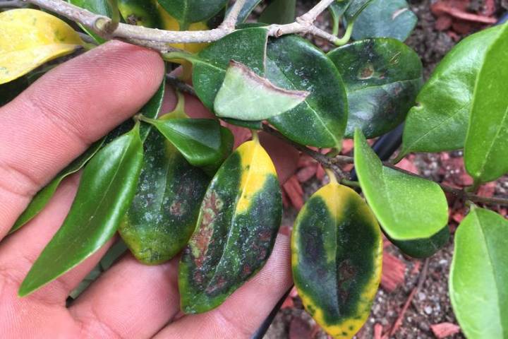 Yellow leaves on recently planted waxleaf privet could be the result of a harsh climate, harsh ...