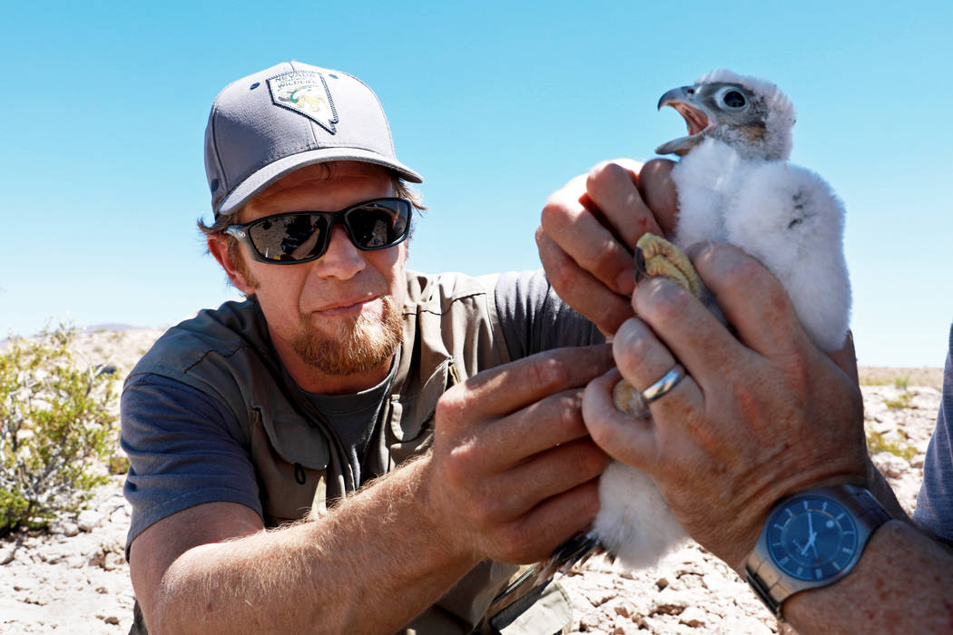Joe Barnes, a biologist with the Nevada Department of Wildlife, plucks a couple of feathers fro ...
