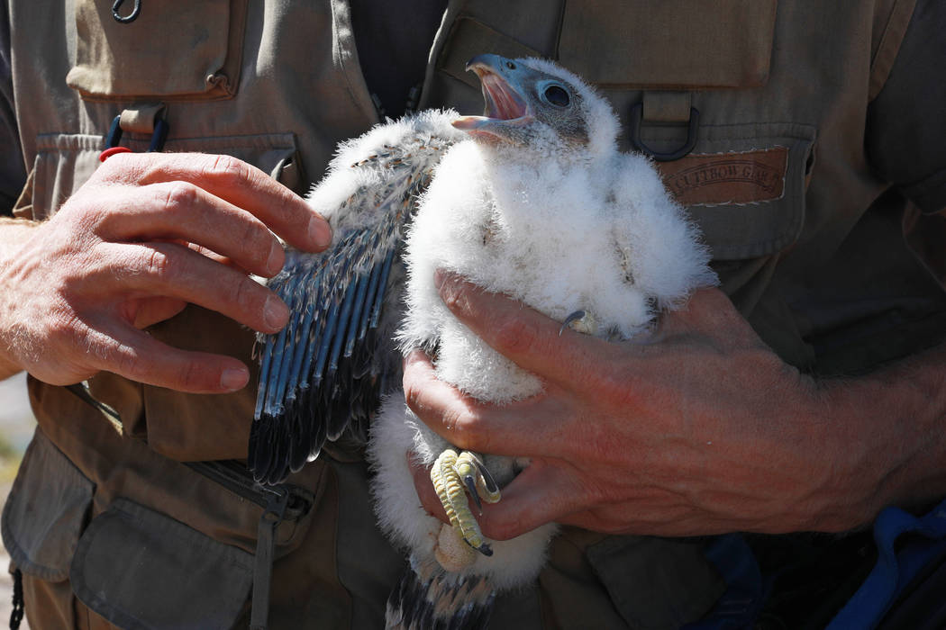 Joe Barnes, a biologist with the Nevada Department of Wildlife, examines a peregrine chick ...