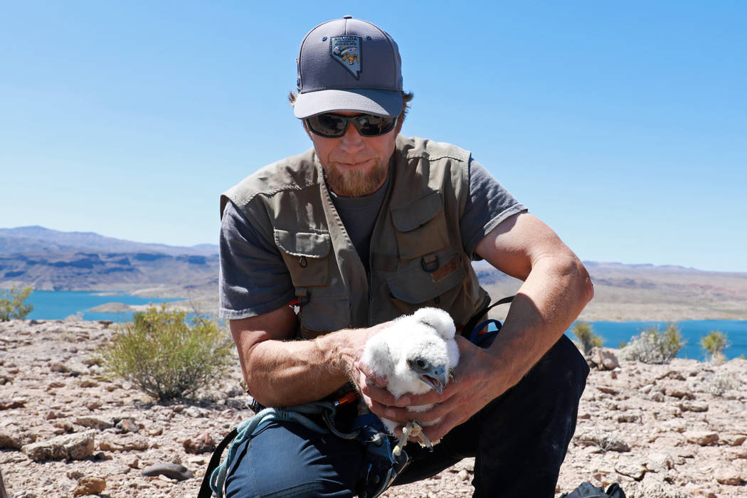 Joe Barnes, a biologist with the Nevada Department of Wildlife, retrieves a peregrine chick fro ...