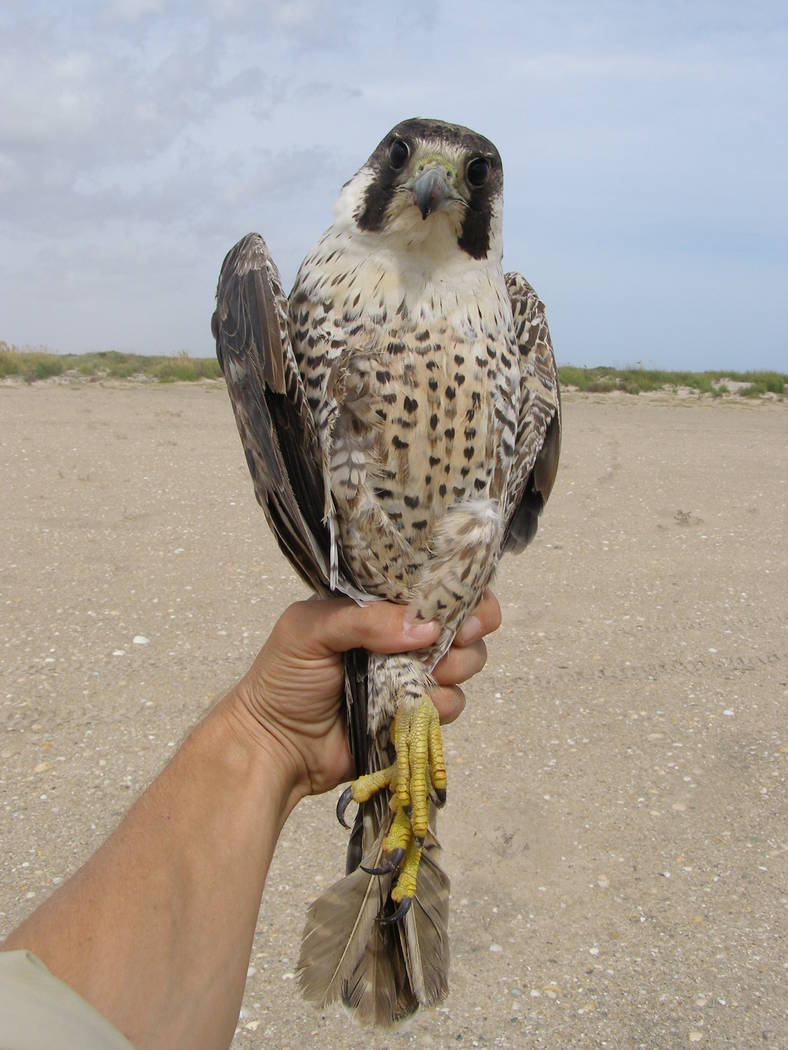 Biologist Joe Barnes holds a 2-year-old female peregrine falcon on South Padre Island in Texas ...
