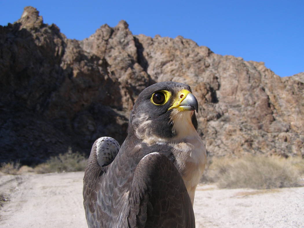 An adult male peregrine falcon is photographed after being captured in Southern Nevada in 2012. ...