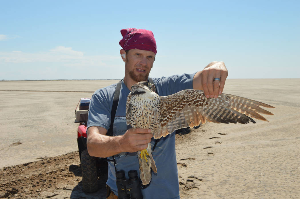 Biologist Joe Barnes assesses the plumage of a 2-year-old peregrine falcon on South Padre Islan ...