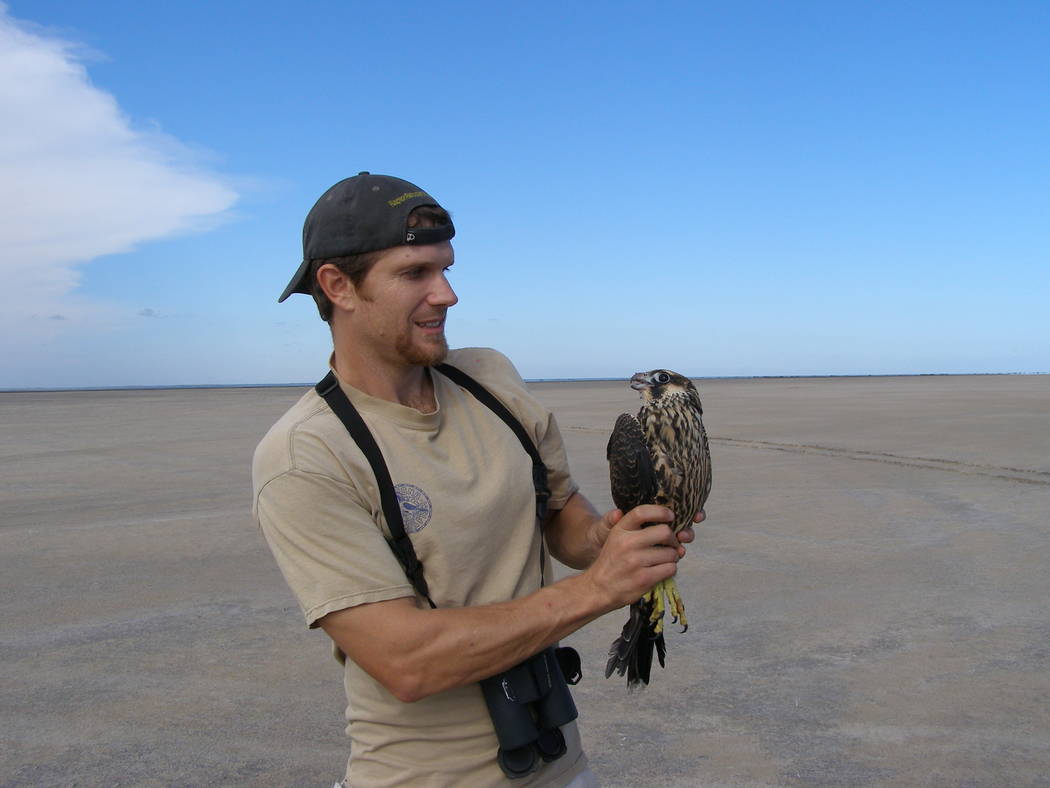 Biologist Joe Barnes holds a young female peregrine falcon he just captured on South Padre Isla ...