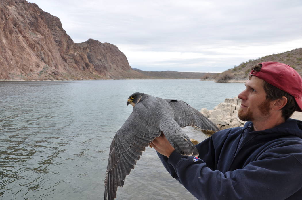 Nevada biologist Joe Barnes prepares to release a banned female peregrine falcon at Lake Mohave ...