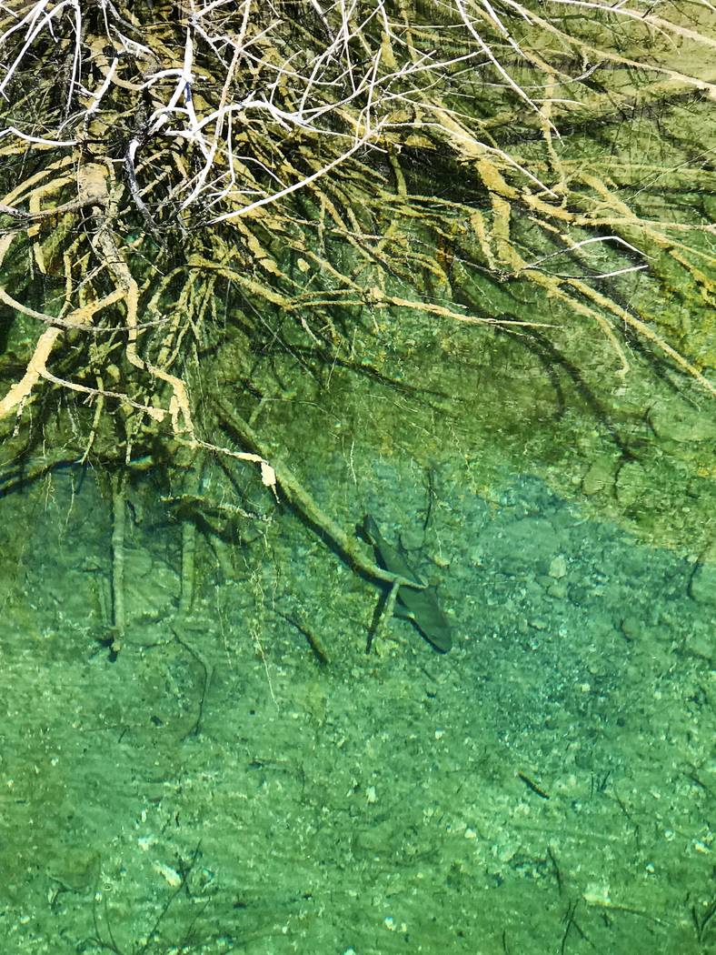 A dedicated smallmouth bass dutifully guards its nest located under the edges of a submerged bu ...