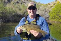 This Lake Mohave smallmouth bass eventually took a plastic worm fished on a drop shot, but it t ...