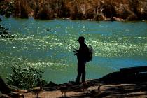 Strong winds blow the trees about as a lone fisherman works the pond in Floyd Lamb Park at Tule ...