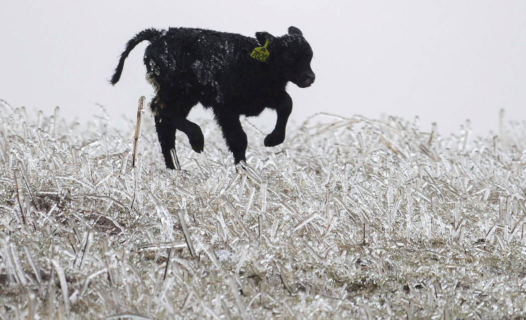 A calf runs through an ice field on a ranch outside of Kilgore, Neb., Wednesday, April 10, 2019 ...