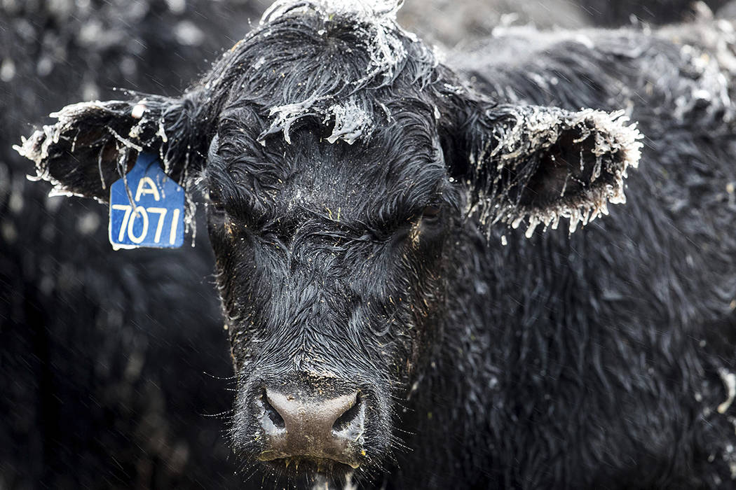 Ice forms on a calf at a ranch outside of Kilgore, Neb., Wednesday, April 10, 2019. A bomb cycl ...
