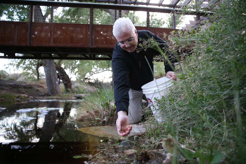 Raymond Saumure, environmental biologist for the Southern Nevada Water Authority, releases reli ...