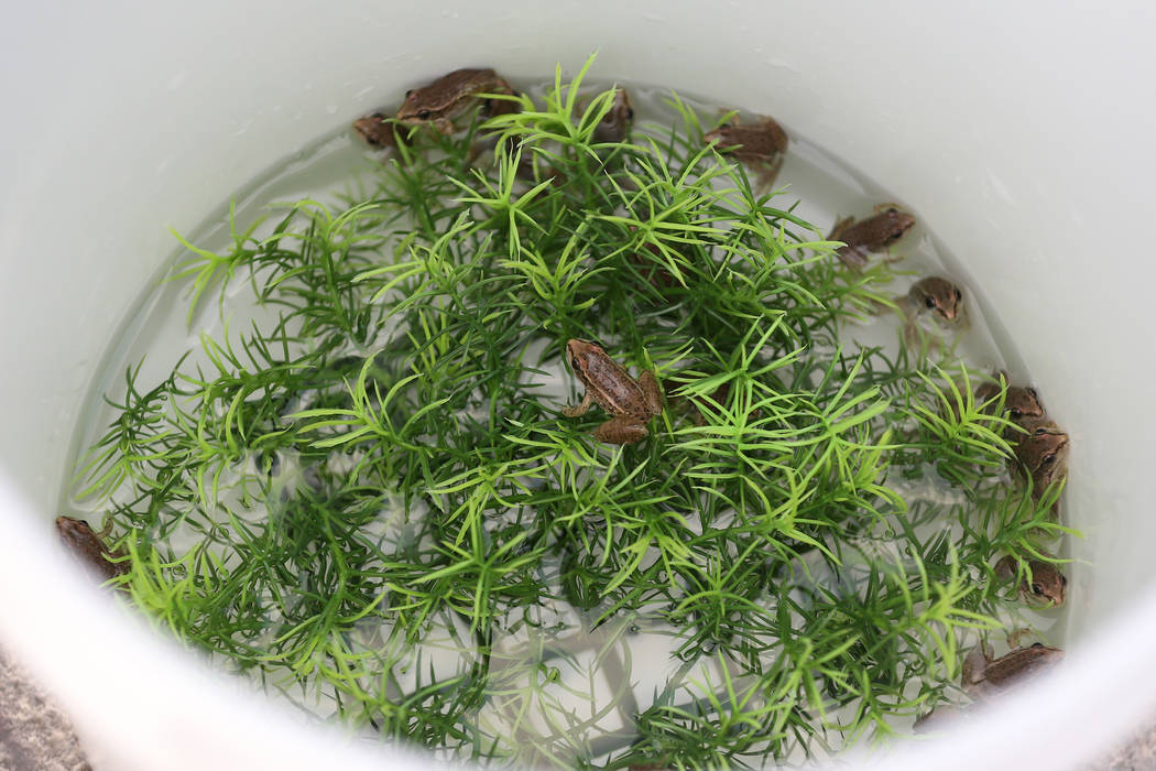 Relict leopard frogs sit inside a bucket before getting released at the Cotton Grove inside Spr ...