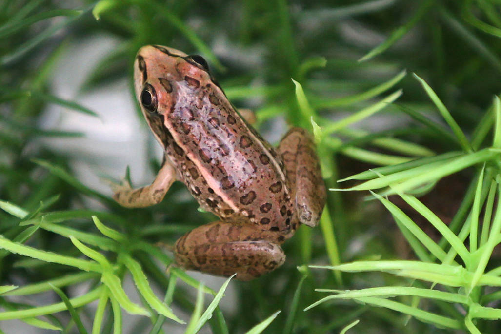 Rare frog finds home at Springs Preserve in Las Vegas Local Las Vegas
