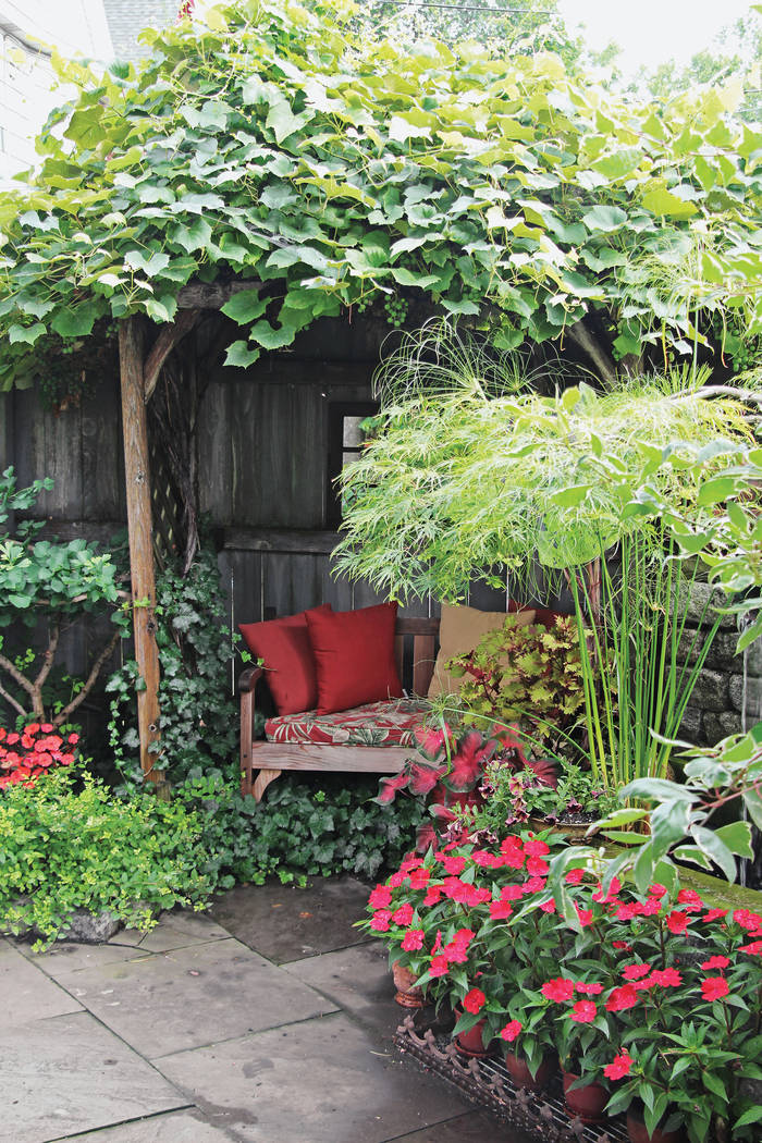 Pergolas covered by vining crops such as these hardy grapes are fabulous for creating a private ...