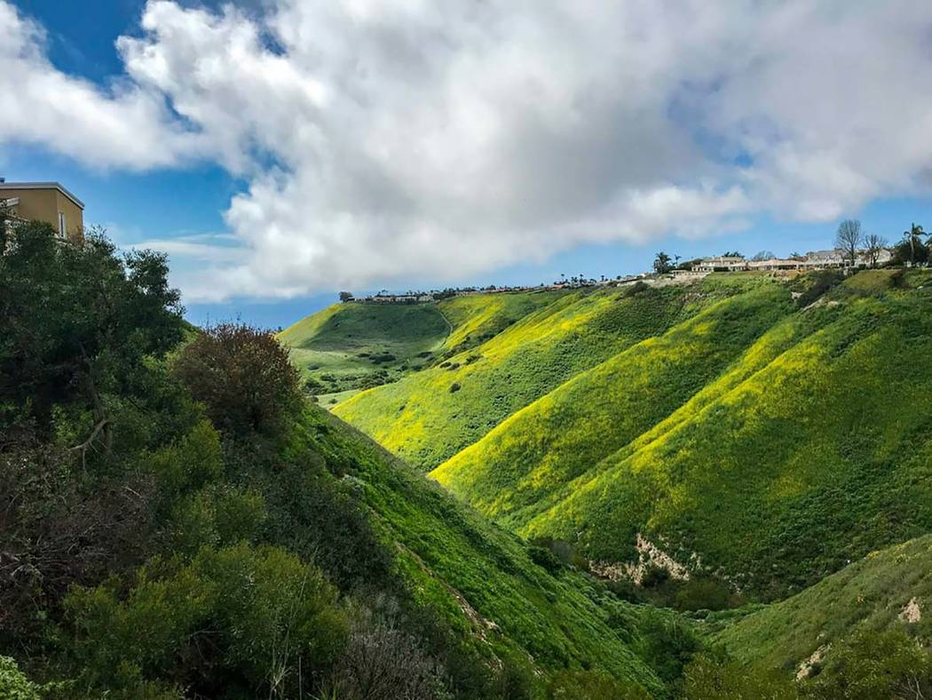 In this March 21, 2019, photo, homes line one of the canyons in Rancho Palos Verdes, Calif. The ...