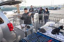 Abel Vargas-Moreno, left, lifts a crate of kittens out of a delivery van at the Nevada Society ...