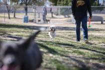 Tucker runs beside his owner, Ernesto Castano, on a warm, sunny day at Woofter Family Park in L ...