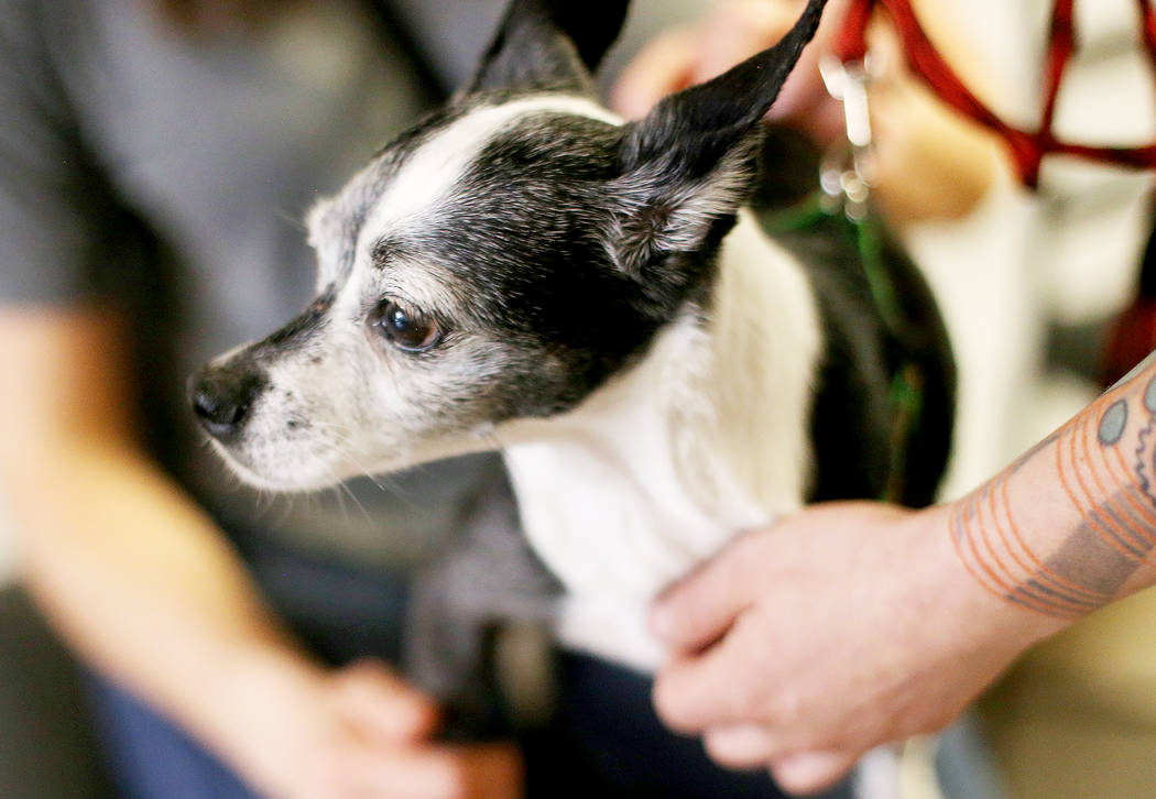 Heather Serviolo, left, and Crystal Mesina hold Chloe who they are about to adopt at the Nevada ...