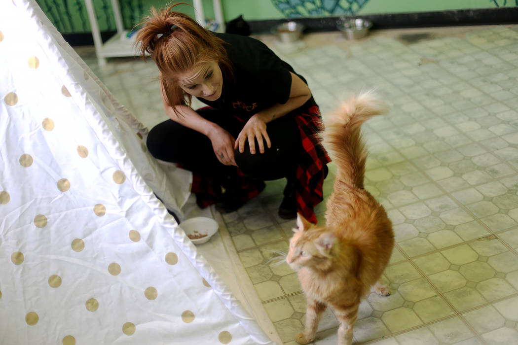 Foster Coordinator Shelby Haycock plays with Gingeraffe in the Cat Condo area at the Nevada Soc ...