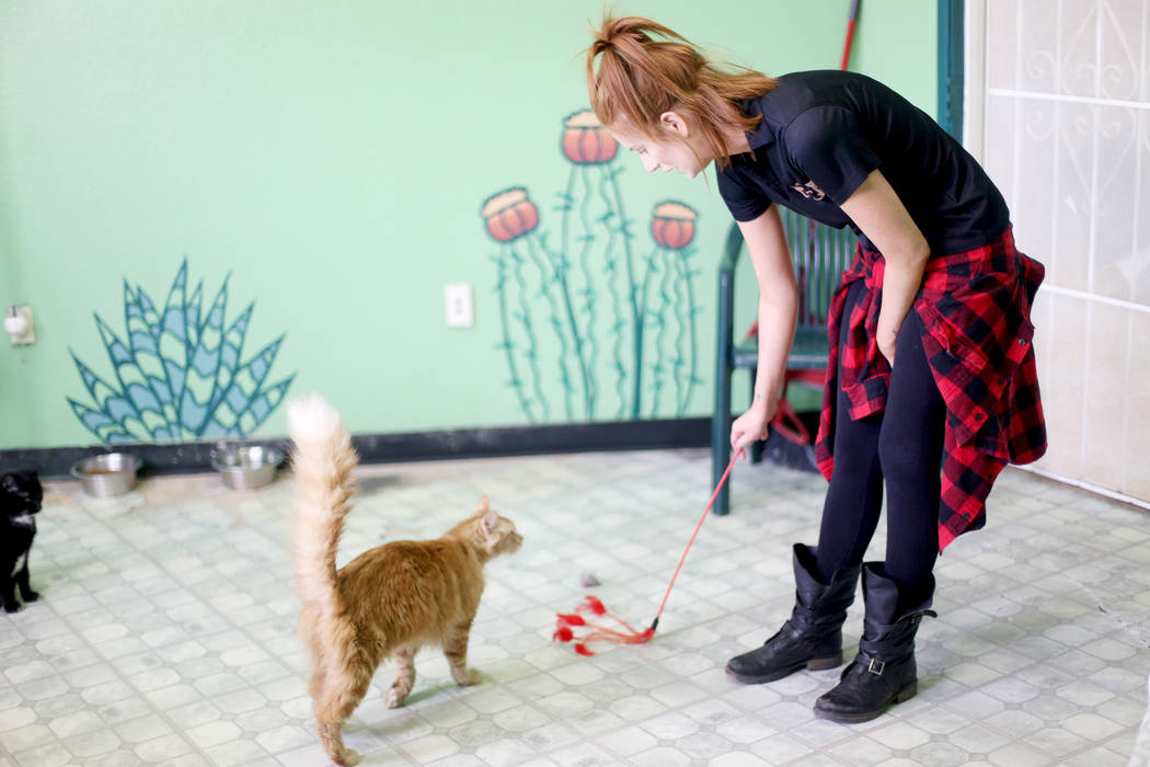 Foster Coordinator Shelby Haycock plays with Gingeraffe in the Cat Condo area at the Nevada Soc ...