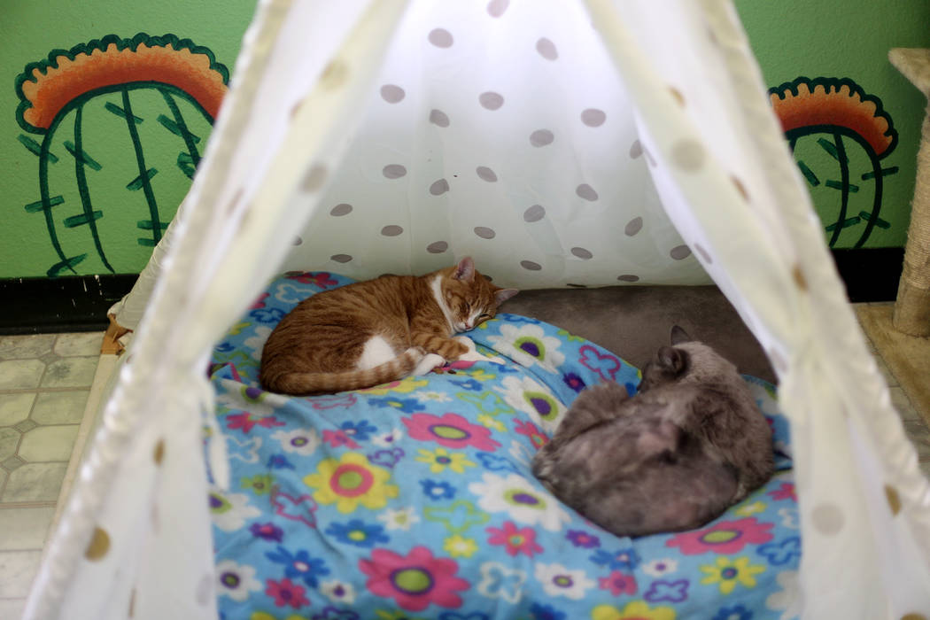 Cats sleep in the Cat Condo area at the Nevada Society for the Prevention of Cruelty of Animals ...