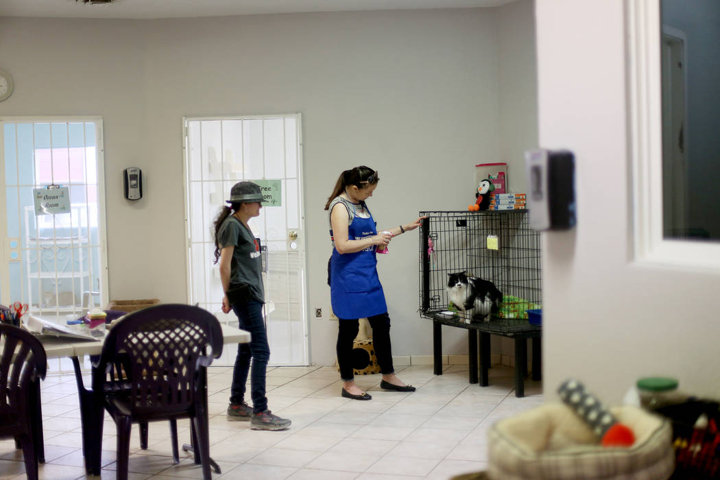 A volunteer, who declined to be named, talks to Oreo in the Cat Condo area at the Nevada Societ ...