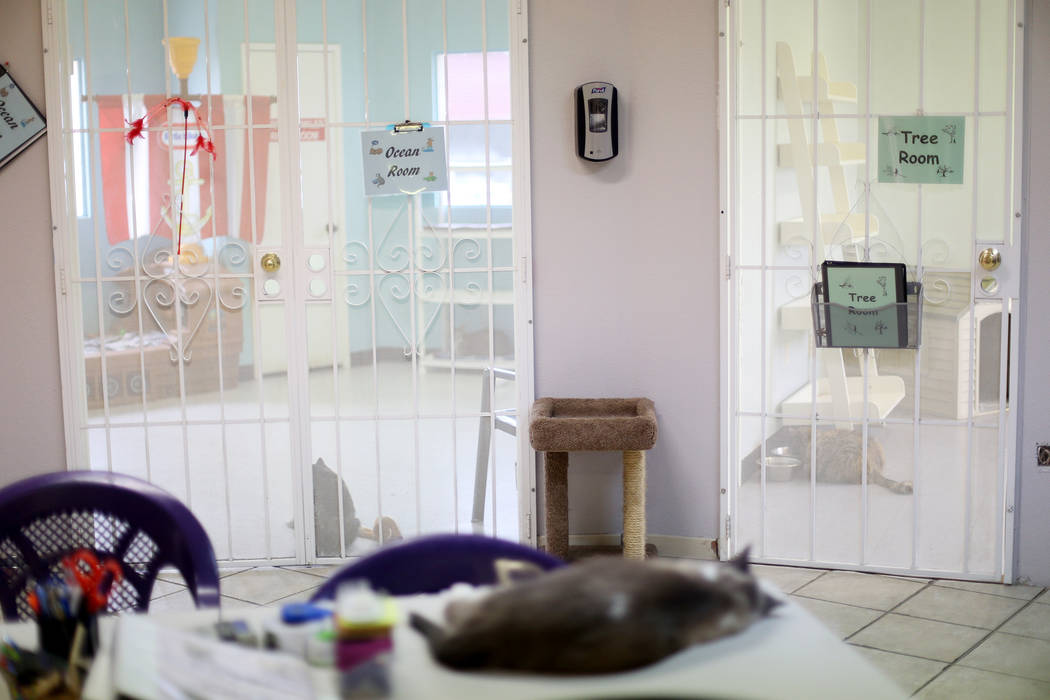 The Cat Condo area at the Nevada Society for the Prevention of Cruelty of Animals in Las Vegas, ...
