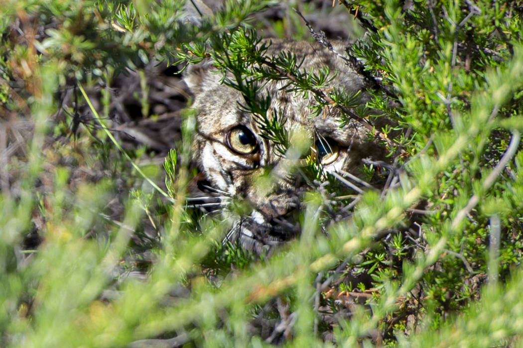 A bobcat takes cover under brush after being released in Laguna Coast Wilderness Park on Saturd ...