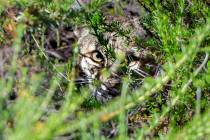 A bobcat takes cover under brush after being released in Laguna Coast Wilderness Park on Saturd ...
