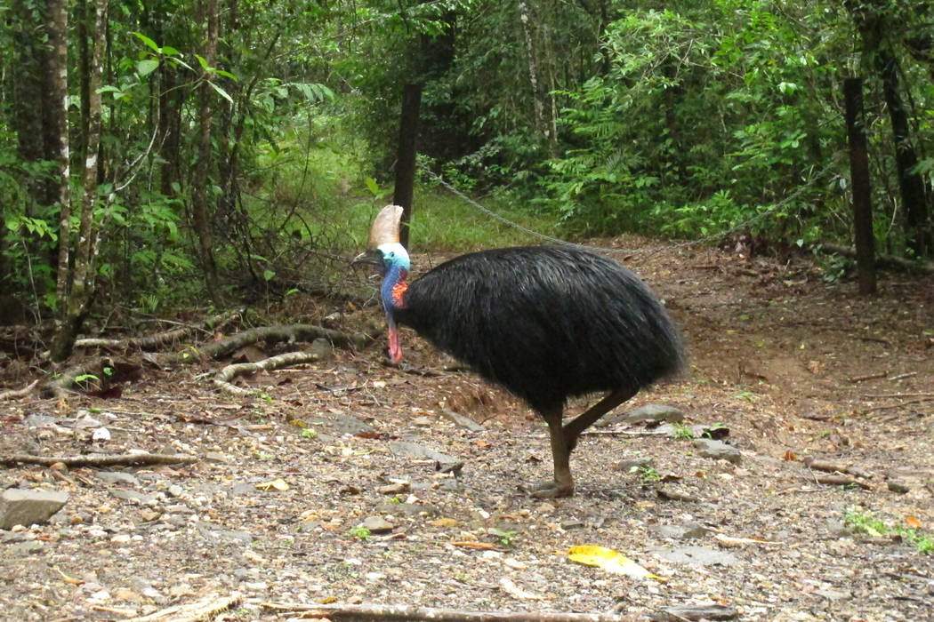 In this June 30, 2015, file photo, an endangered cassowary roams in the Daintree National Fores ...