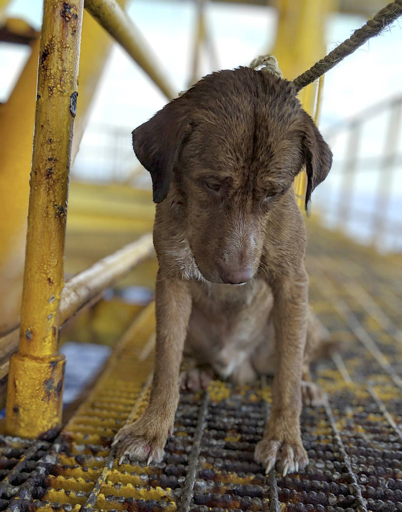In this Friday, April 12, 2019, photo, a dog sits on an oil rig after being rescued in the Gulf ...