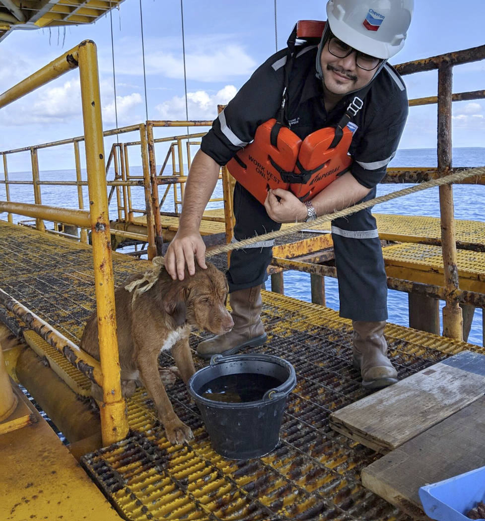 In this Friday, April 12, 2019, photo, a dog is taken care by an oil rig crew after being rescu ...
