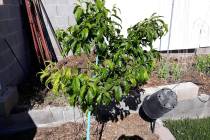 Yellowing leaves can be from watering the fruit tree too often or poor soil drainage or both. ( ...