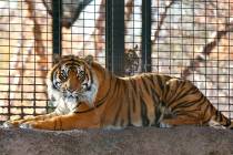This Nov. 2018 file photo shows Sanjiv, a Sumatran tiger at the Topeka Zoo in Topeka, Kansas. ...