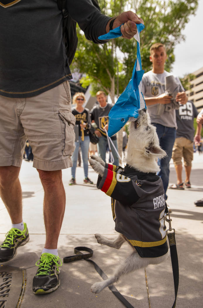 Bark Andre Fleury hangs from a flattened shark before the first period start of Game 6 of an NH ...