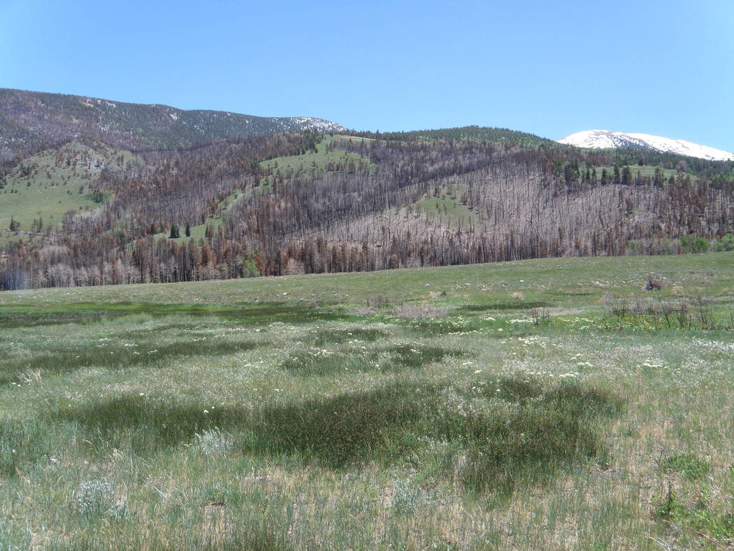 A meadow grows green near Strawberry Creek in June 2017, less than a year after a wildfire burn ...