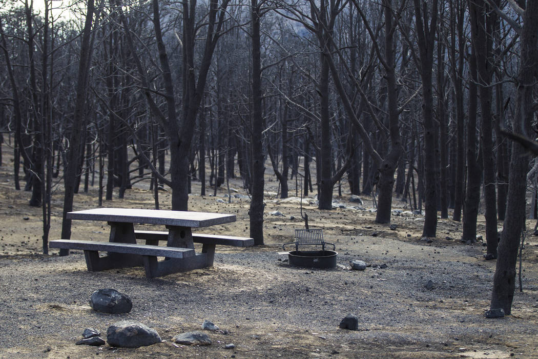 Part of the Strawberry Creek campground is shown surrounded by trees damaged by the Strawberry ...