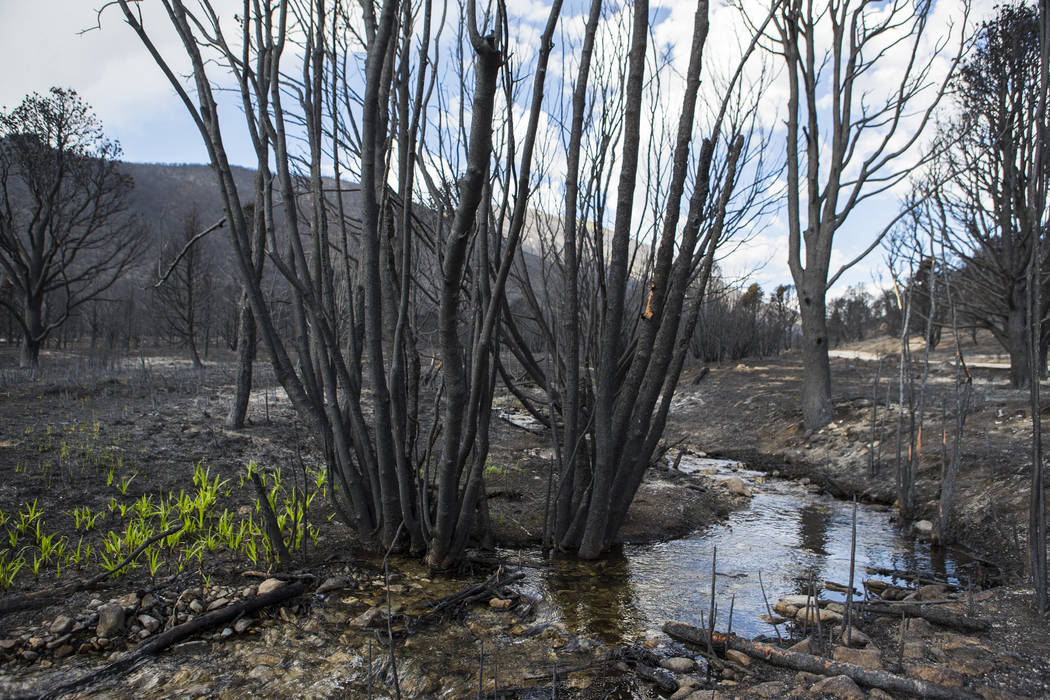 Grass grows next to Strawberry Creek in an area damaged by the Strawberry Fire in Bureau of Lan ...