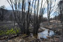 Grass grows next to Strawberry Creek in an area damaged by the Strawberry Fire in Bureau of Lan ...