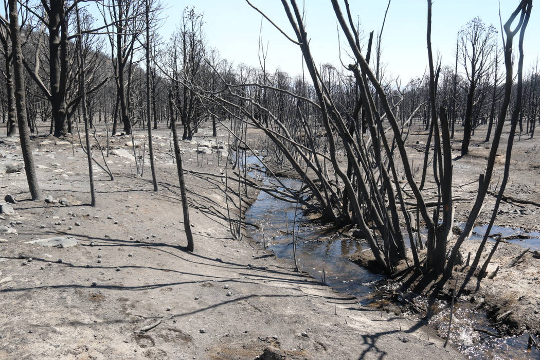 Strawberry Creek winds through a burned forest Thursday at Great Basin National Park, 300 miles ...