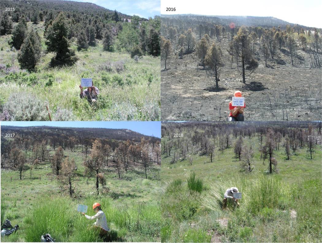 Researchers hold signs charting forest conditions before and after a 2016 wildfire that burned ...