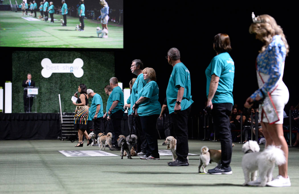 Great Dane wins Animal Foundation’s Best in Show in Las Vegas Las