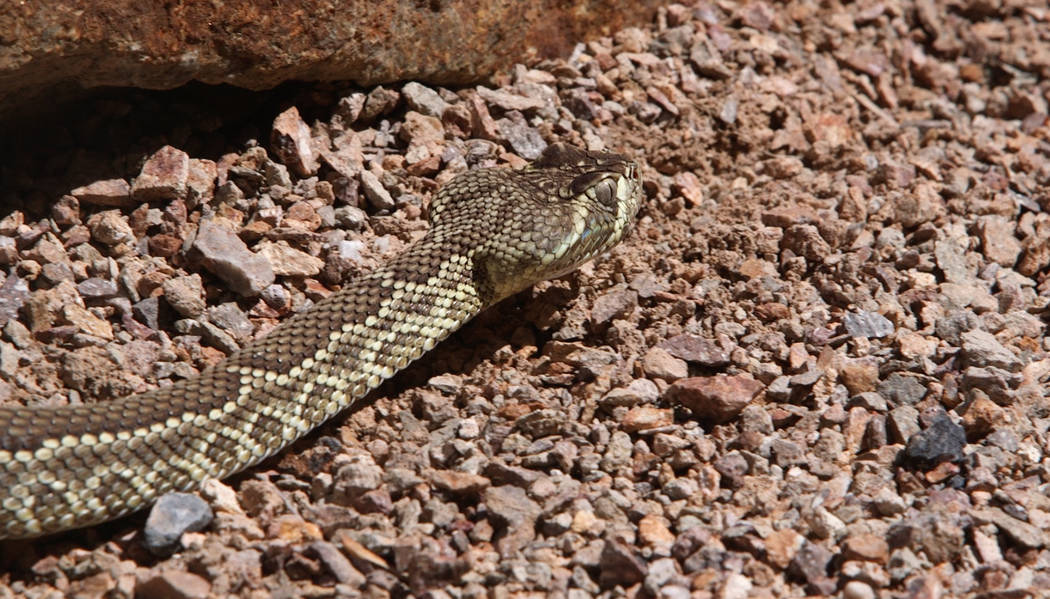 As temperatures start to rise in the Las Vegas area, people are heading outside for various act ...