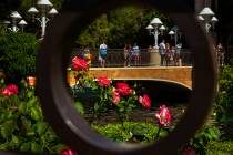 Roses are fully in bloom within the garden about the Wynn Esplanade on Wednesday, April 24, 201 ...