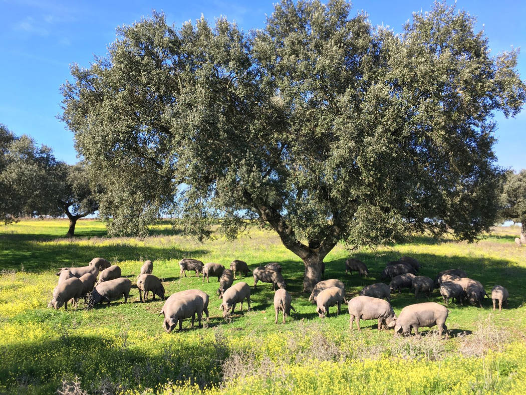 Photo by Aljomar Iberico pigs roam free and forage for acorns in Spain.