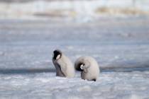 This 2010 photo provided by the British Antarctic Survey shows emperor penguin chicks at Antarc ...