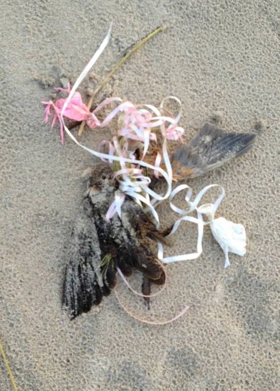 In this Nov. 21, 2012 photo provided by David Gurniewicz, a dead bird lays entangled with a cor ...