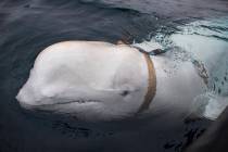 A beluga whale seen as it swims next to a fishing boat before Norwegian fishermen removed the t ...